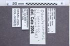 Etiketten zu Odontocardus lateralis (Fleutiaux, 1918) (NHMW-ZOO-COL-0008532)